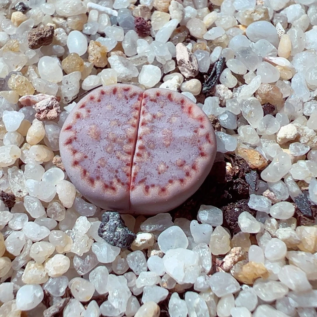 1024-225多肉多日饼干171