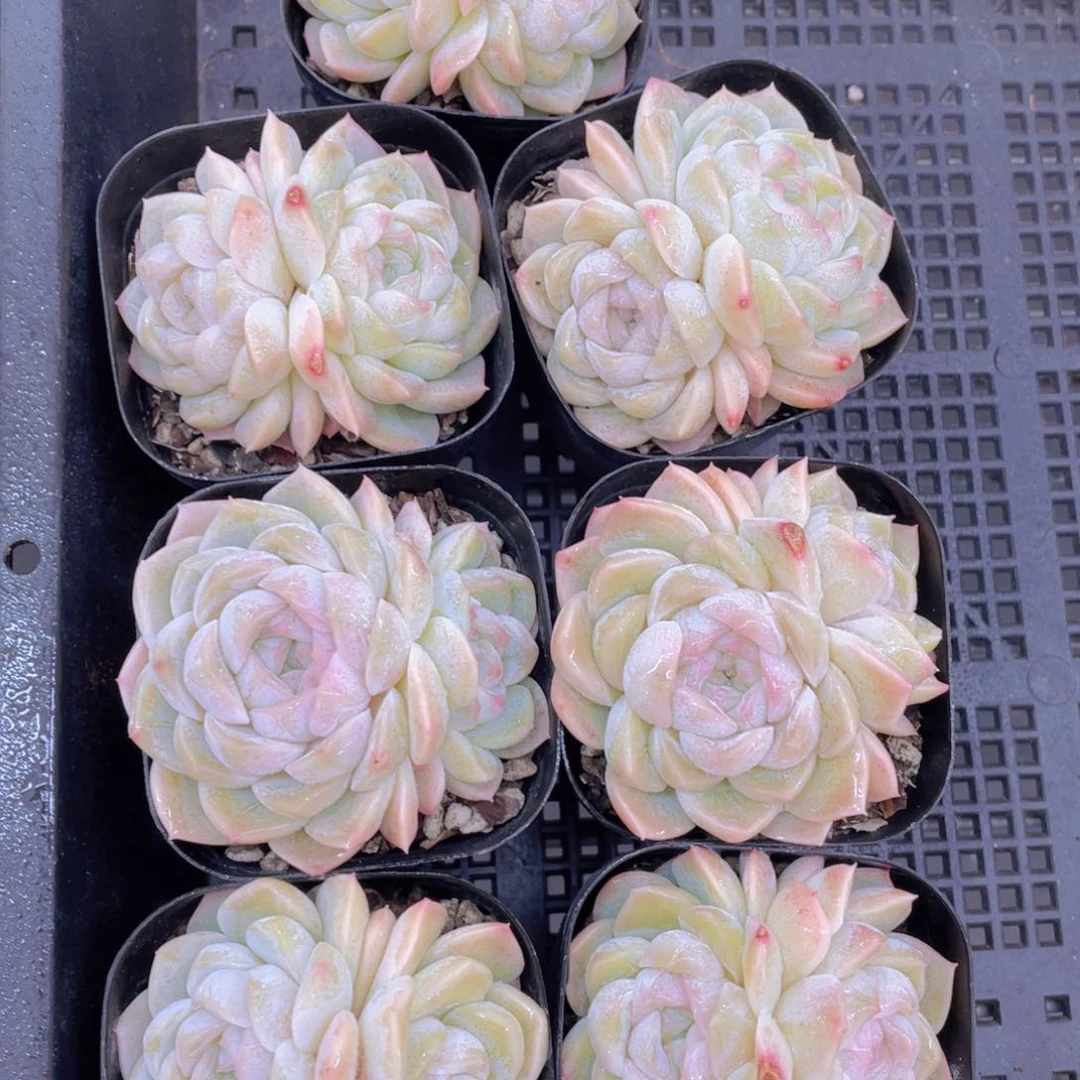 745号白玉石双头一个