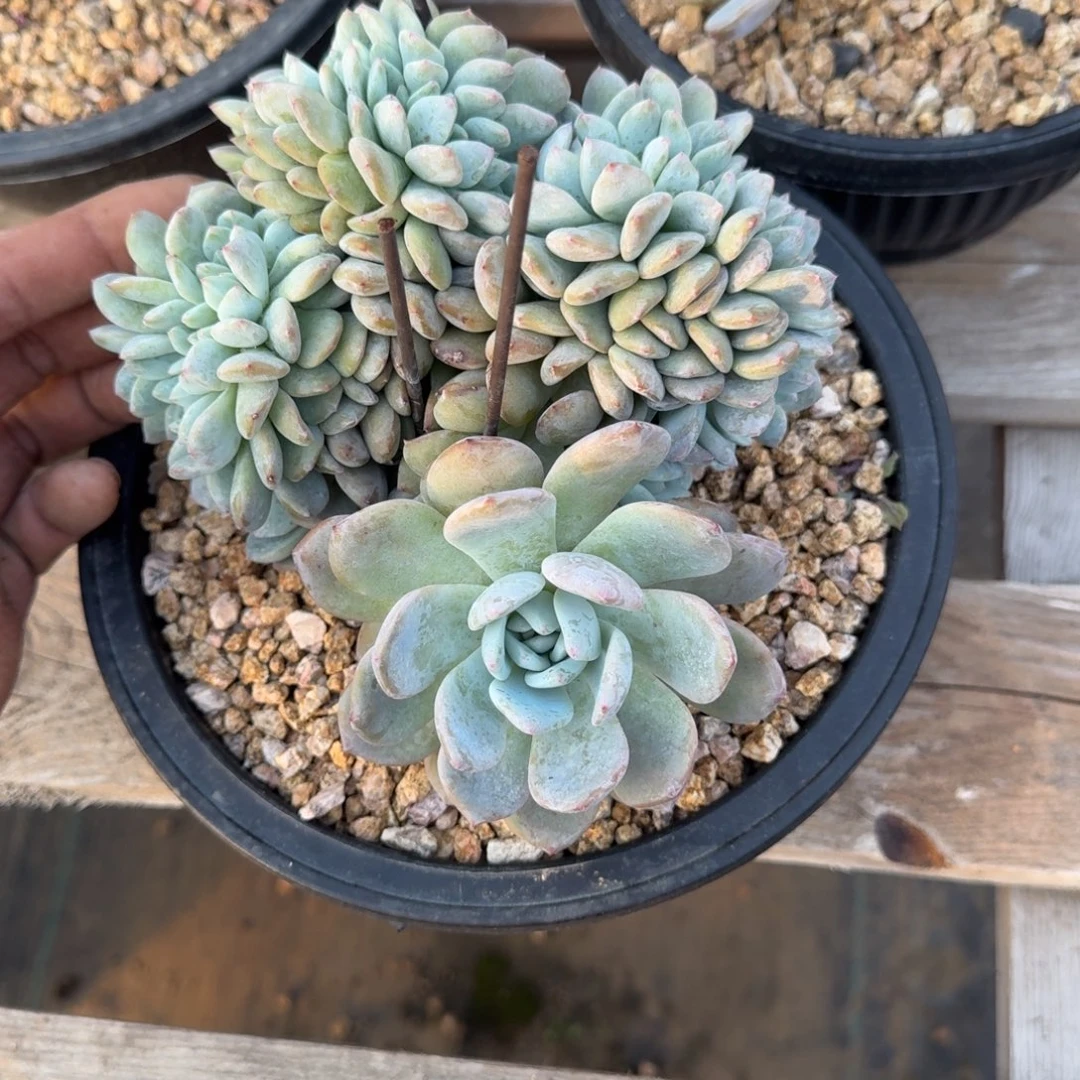 星影树缀无砍多肉