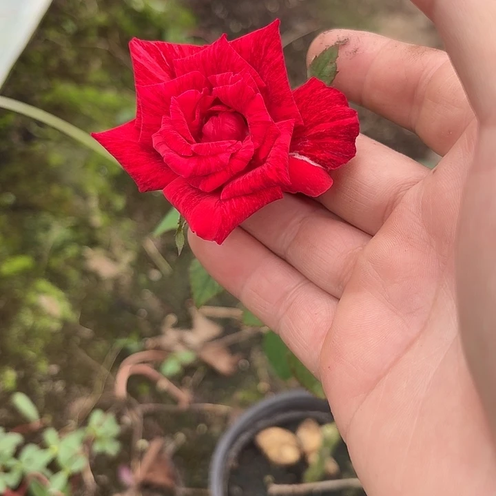 无花朵红色直觉小苗