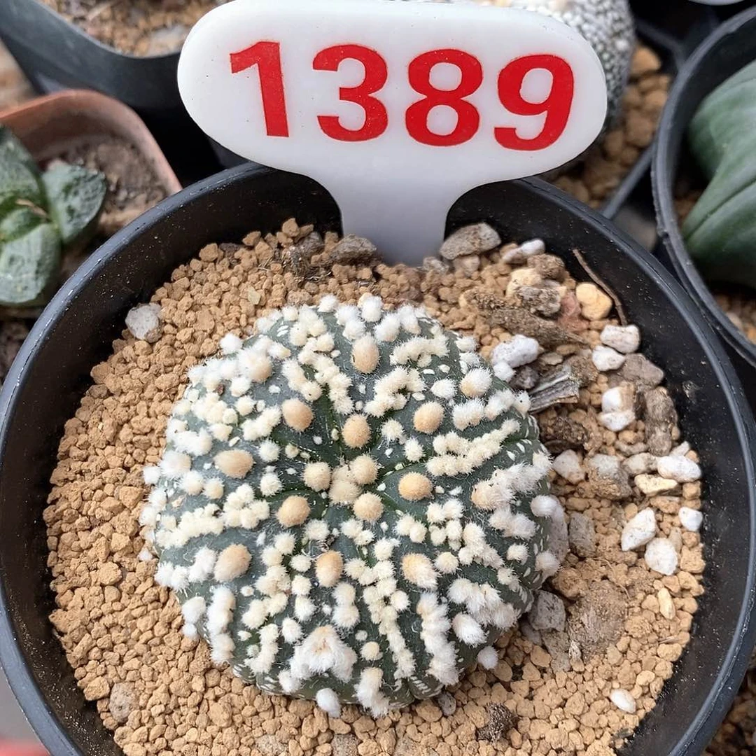 1389花园兜系列产品