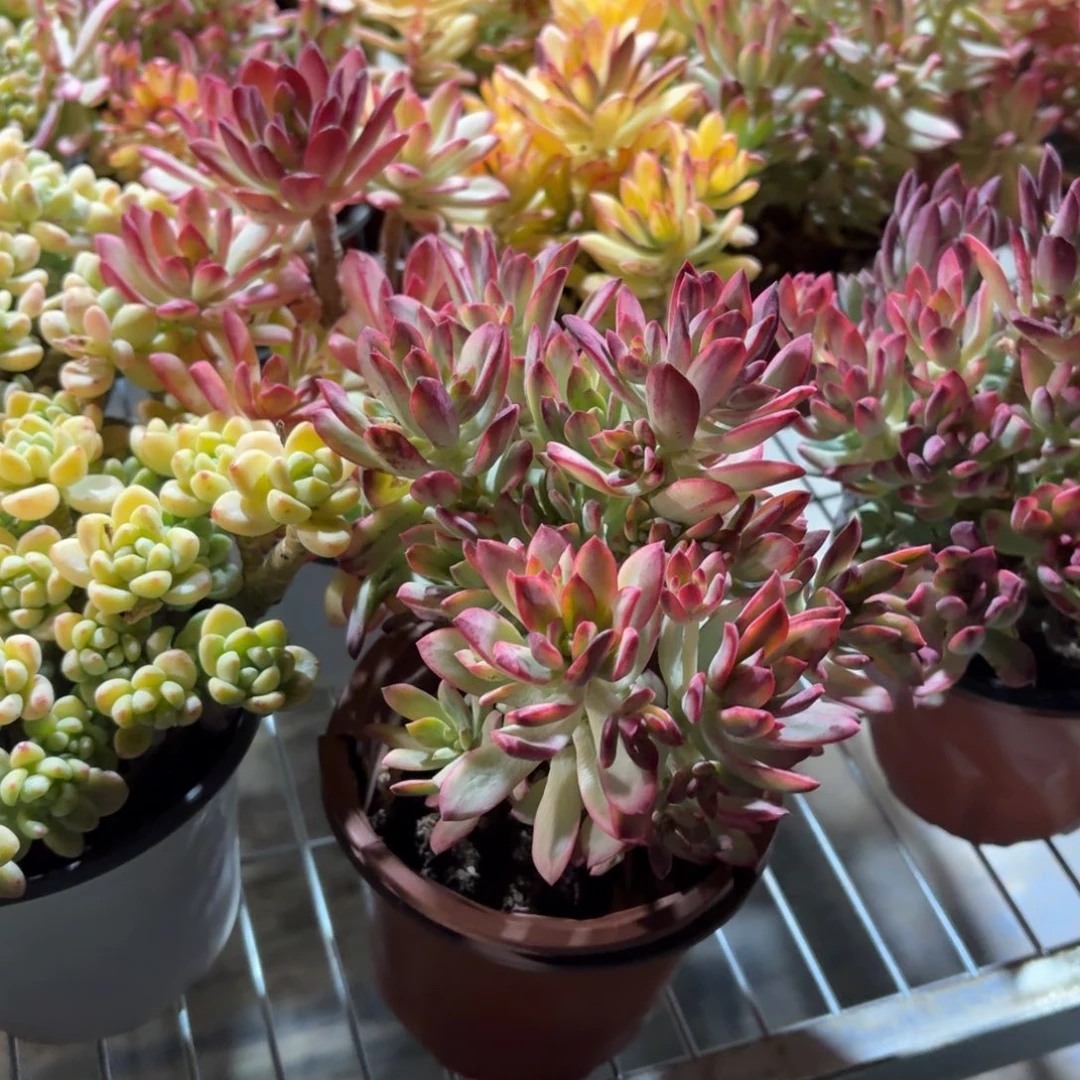 小叮当锦多肉整群11㎝盆特价