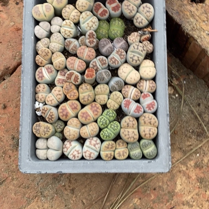咔***拉生石花的季节到啦681