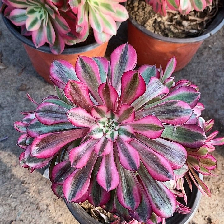 113 一课红铜葫超白