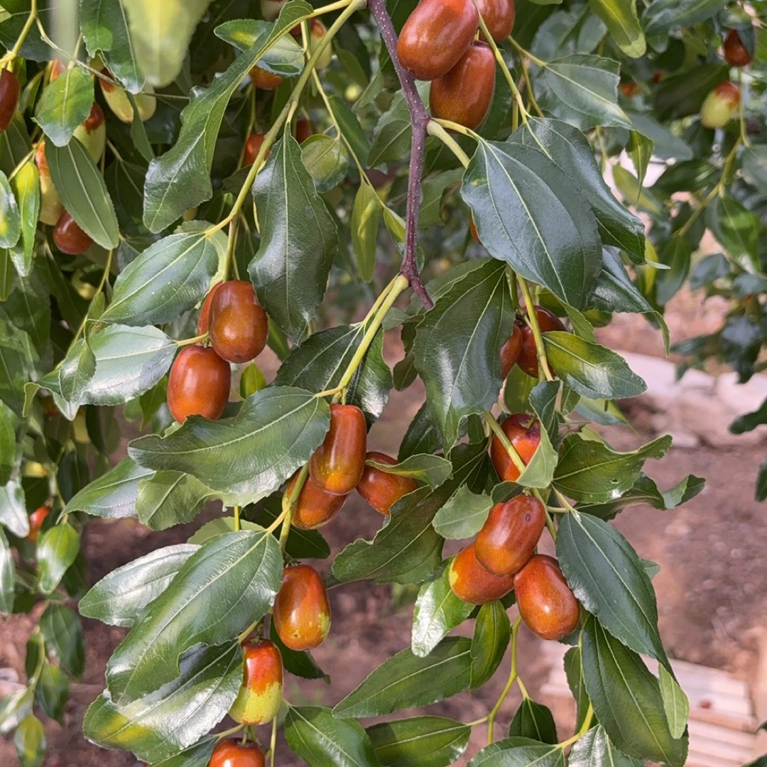 (省内专拍)朝阳平顶枣酸甜口混枣，个别有小裂口介意勿拍顺丰快递