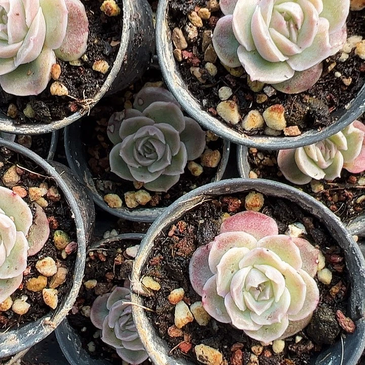 虾饺多肉植物一颗一颗