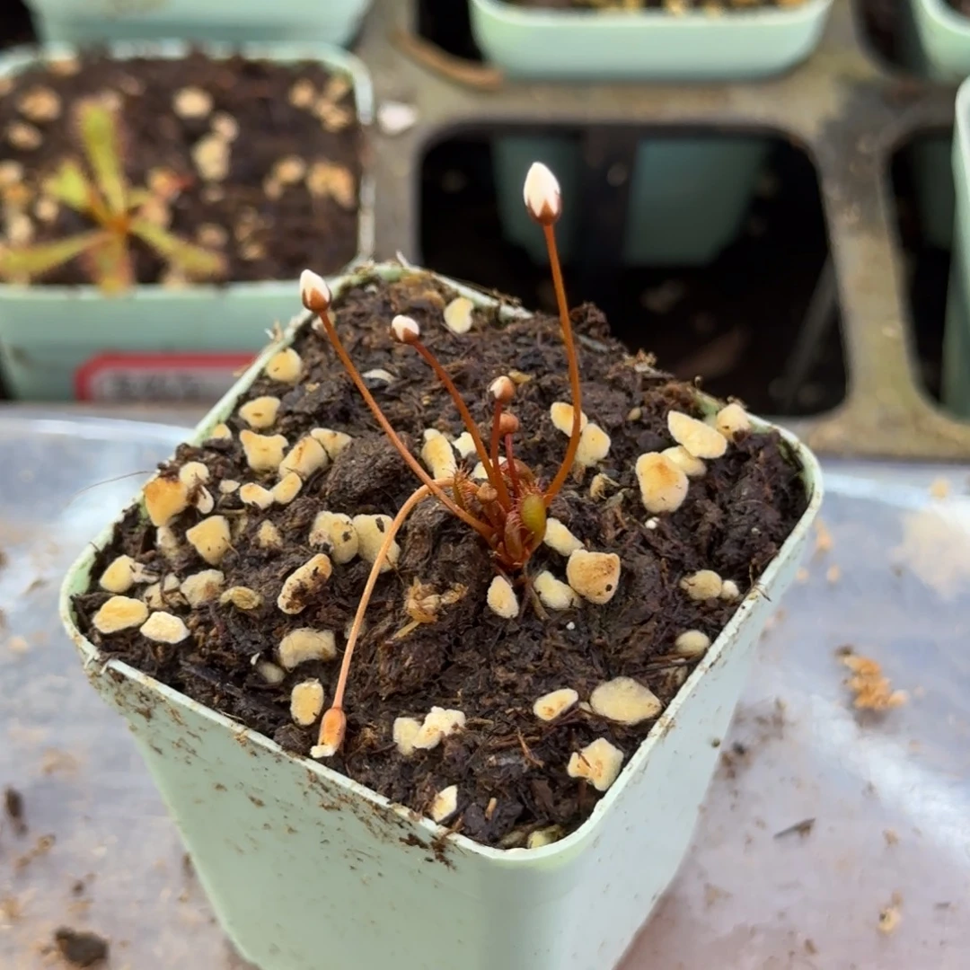 两***吗完全开放球茎球根茅膏菜