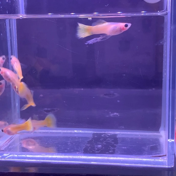 孔雀鱼黄金玻璃猫6条