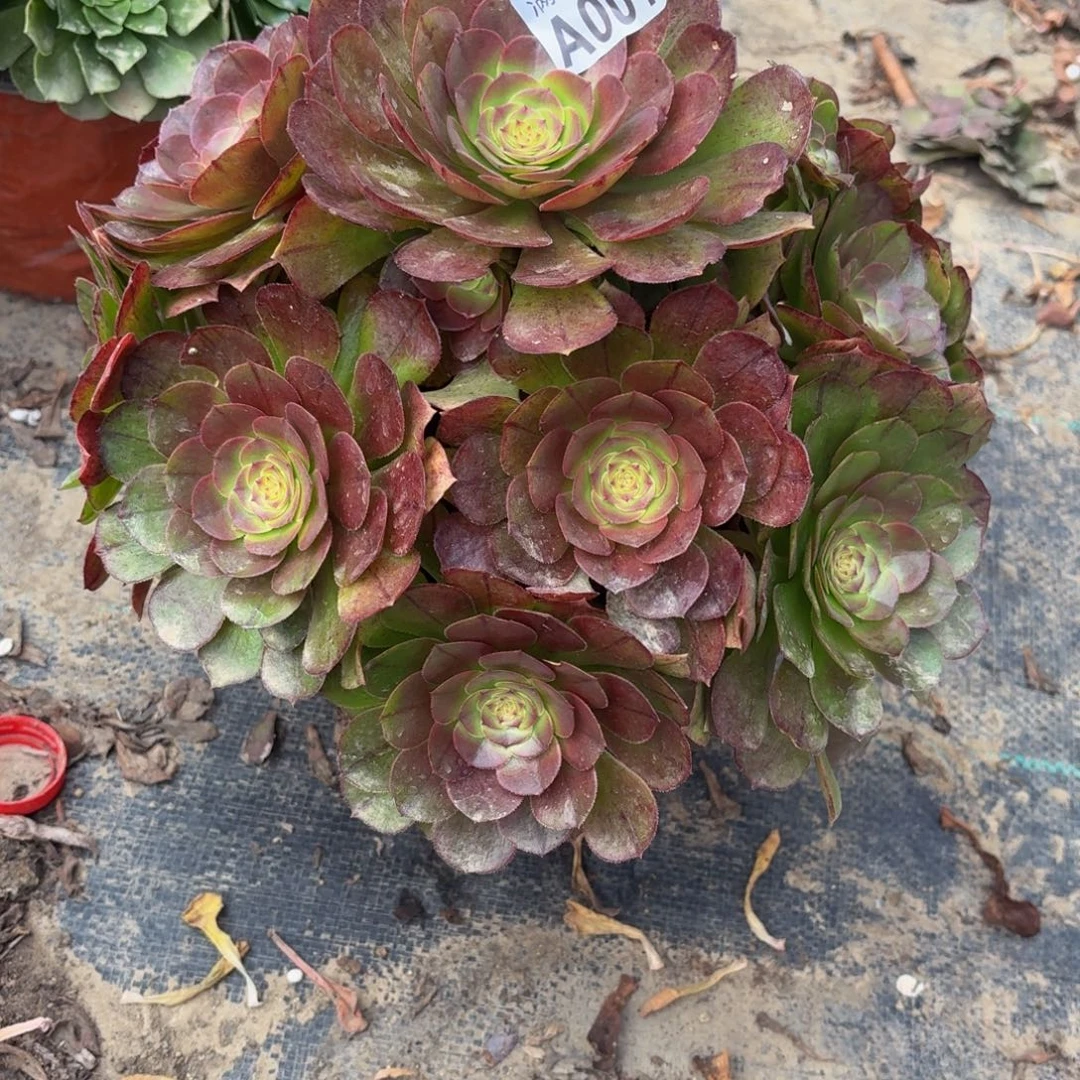 01多肉植物捧花的时候