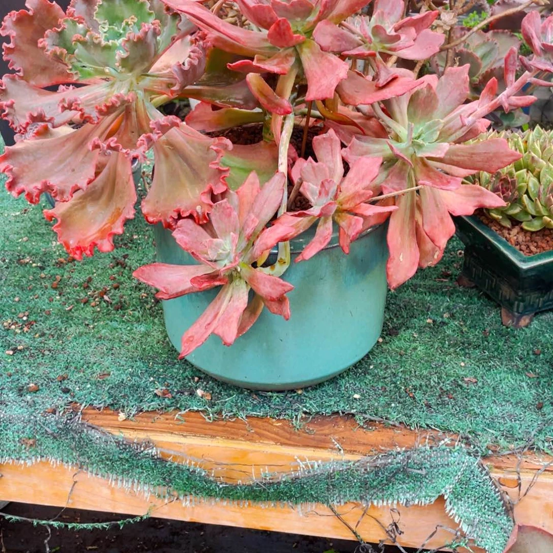 蓝***熙带原始头的钻石锦寄养不带盆