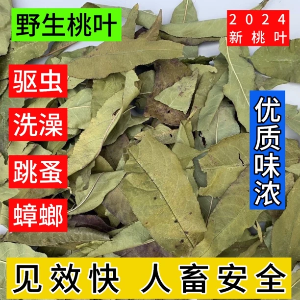 自家采摘 桃树叶 毛桃树叶 农家自采 自然晒干桃树叶青色