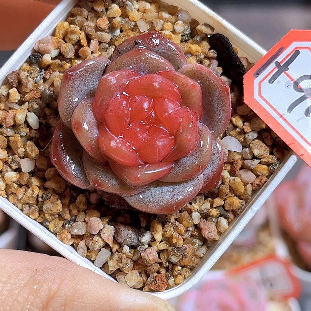 H917天使灵姬   满18包邮