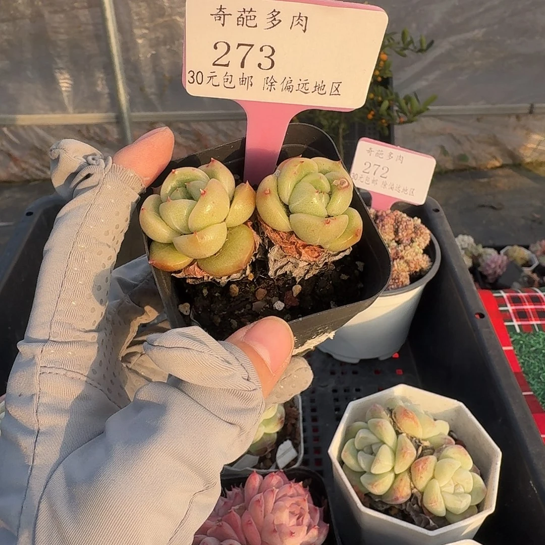 273 脱土 一物一拍 不包整