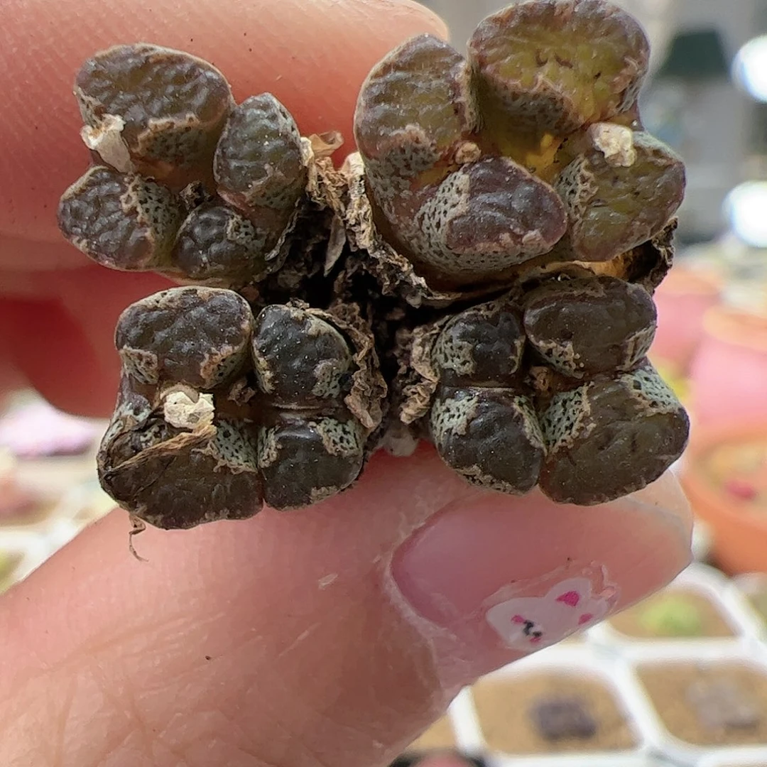 【闪购商品】120 蝴蝶