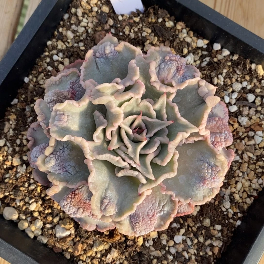 自助下单一物一拍多肉，下滑更多品种选择