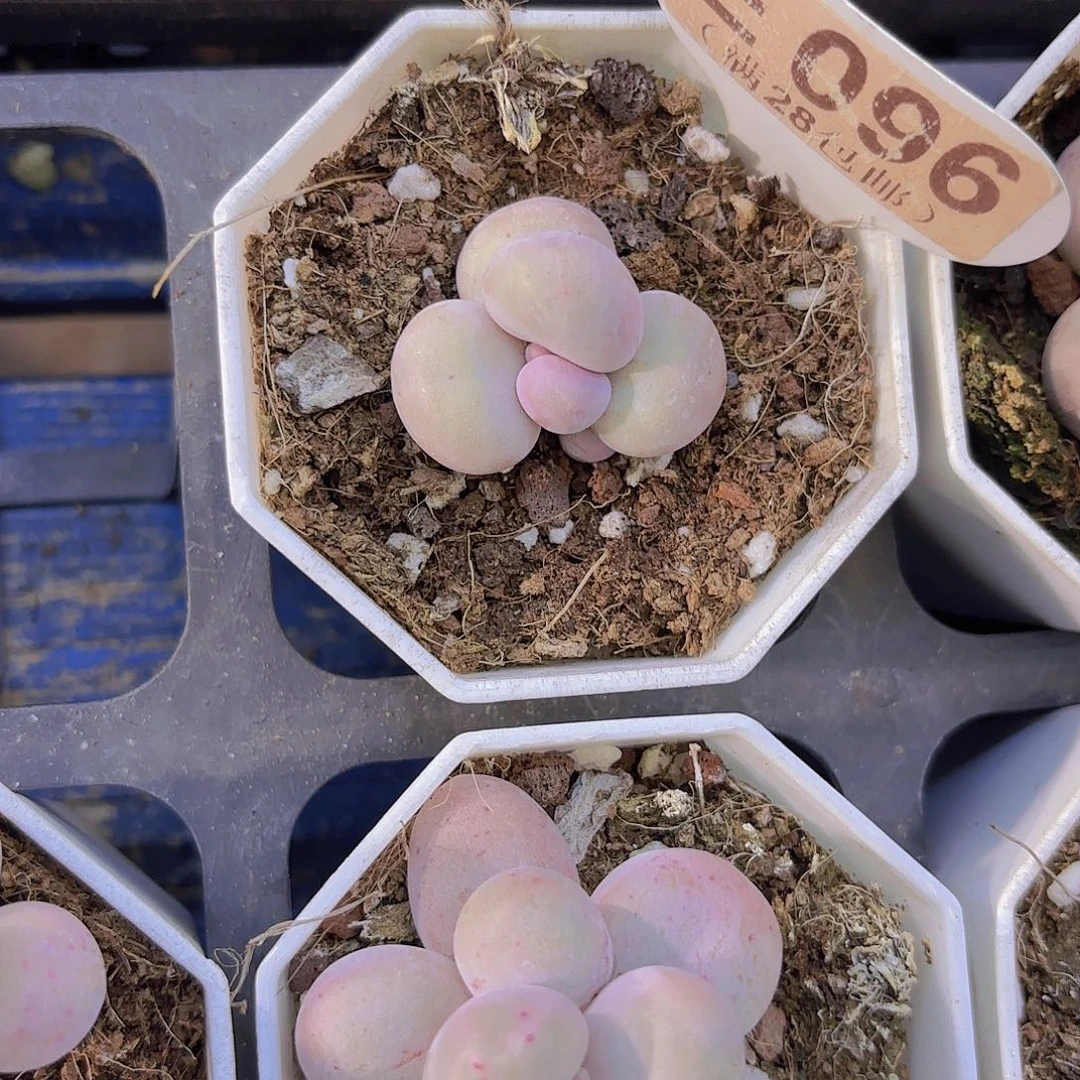 E096奶酪一物一拍