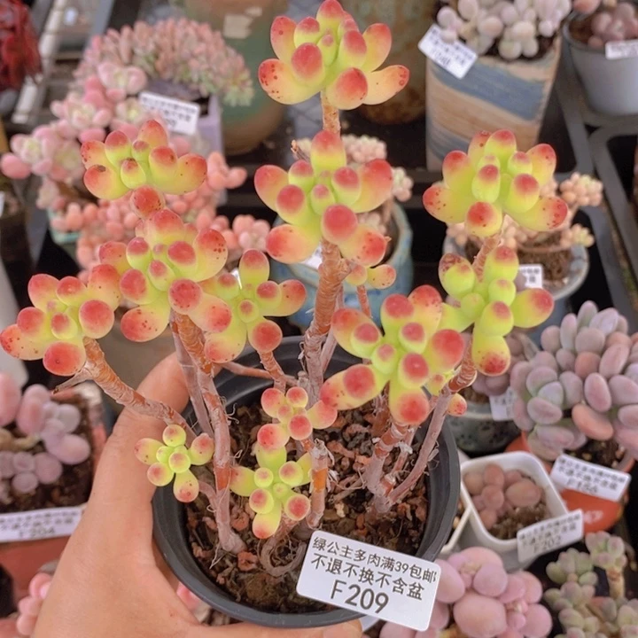 乙女心散拼209多肉植物