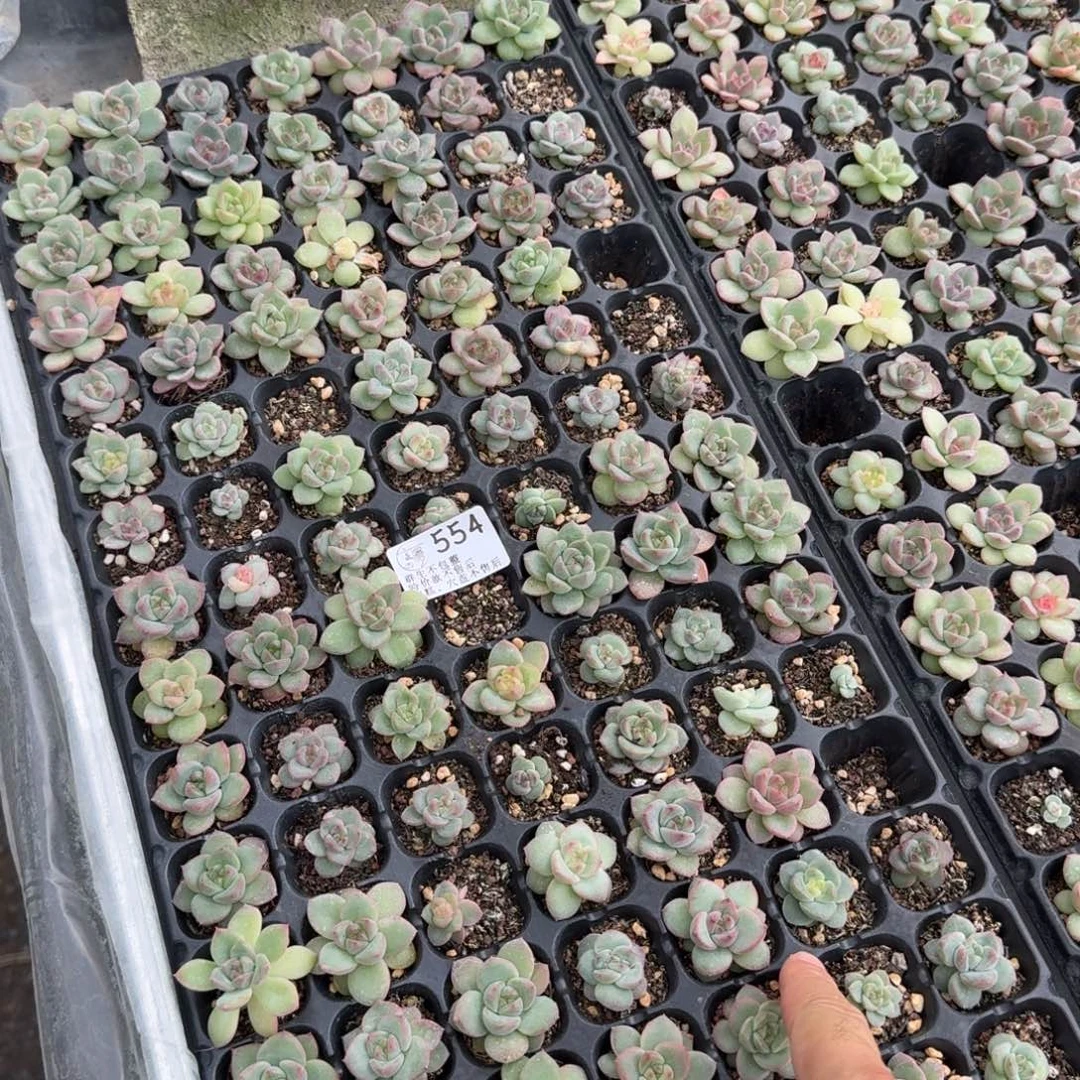 如图554优选麦芽穴盘一盘