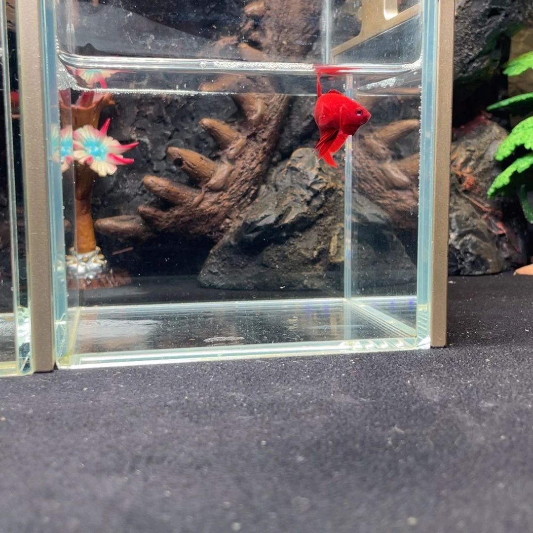 斗鱼十一月十一日竞价