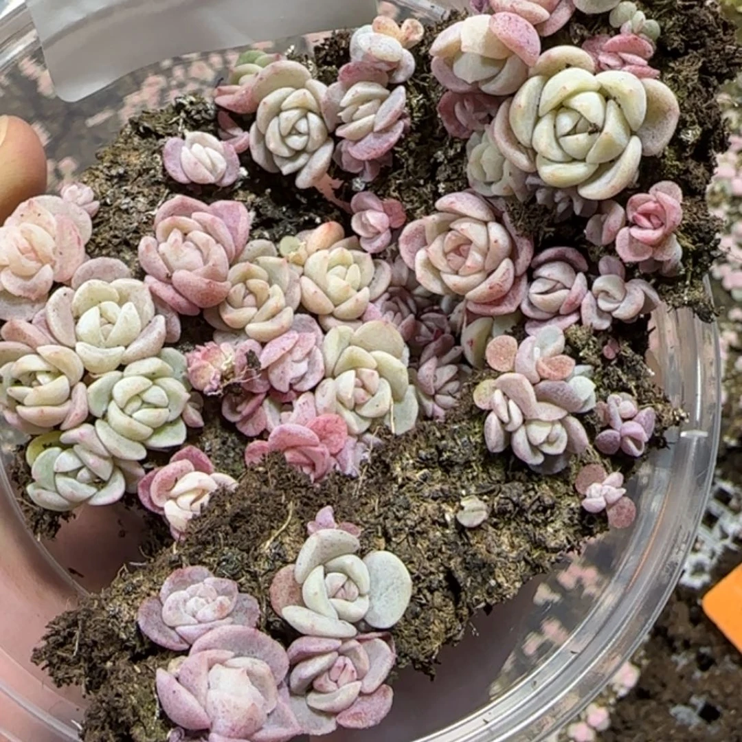 419王者系列种播苗一盒