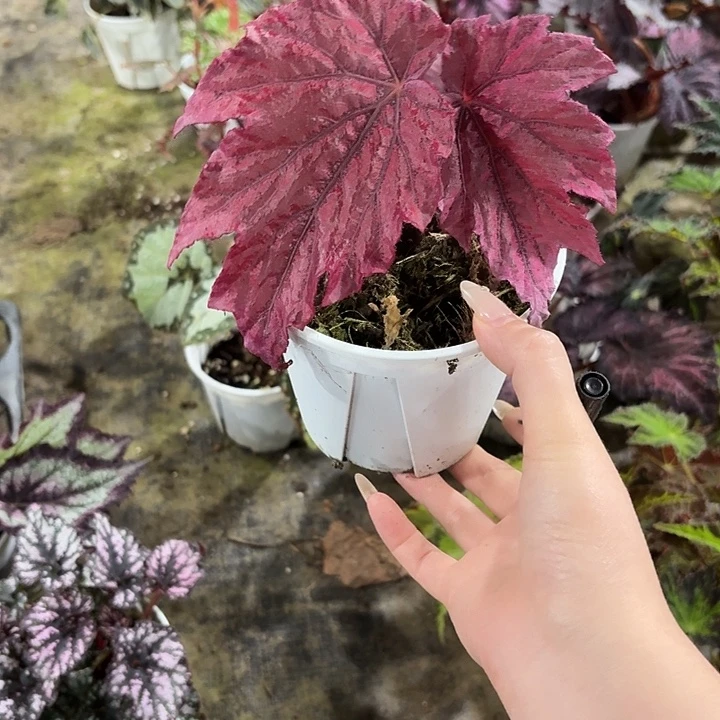 完全开放啃啃秋海棠