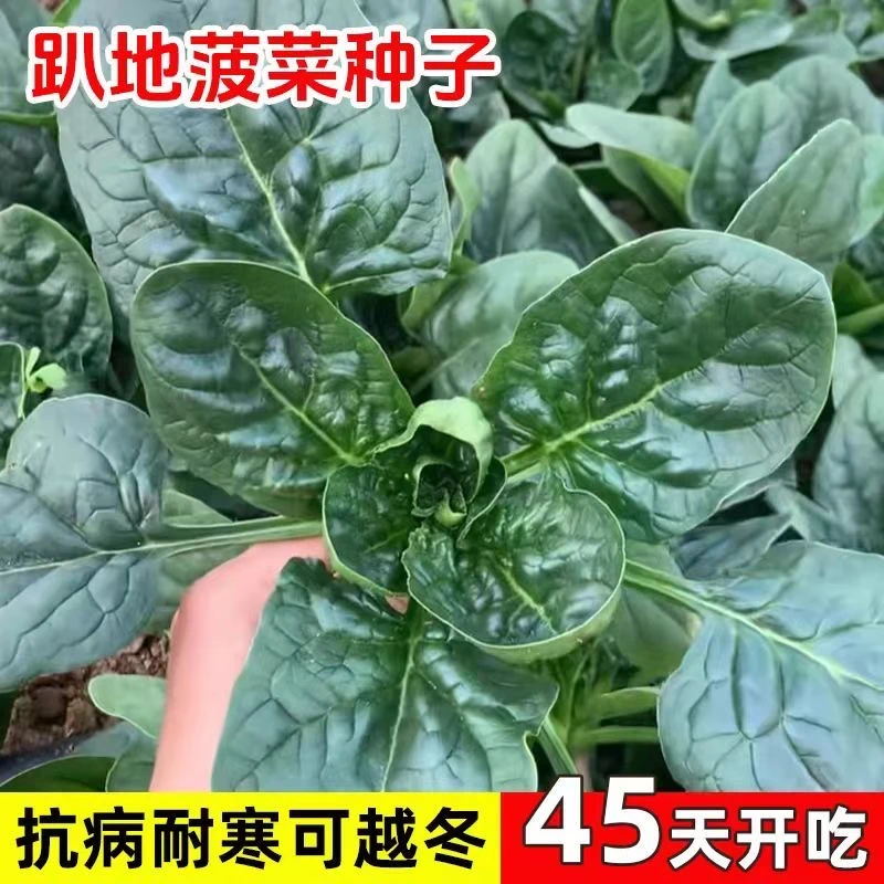 籽种趴地菠菜四季通用耐寒菠菜种子适合阳台盆栽种植蔬菜种子