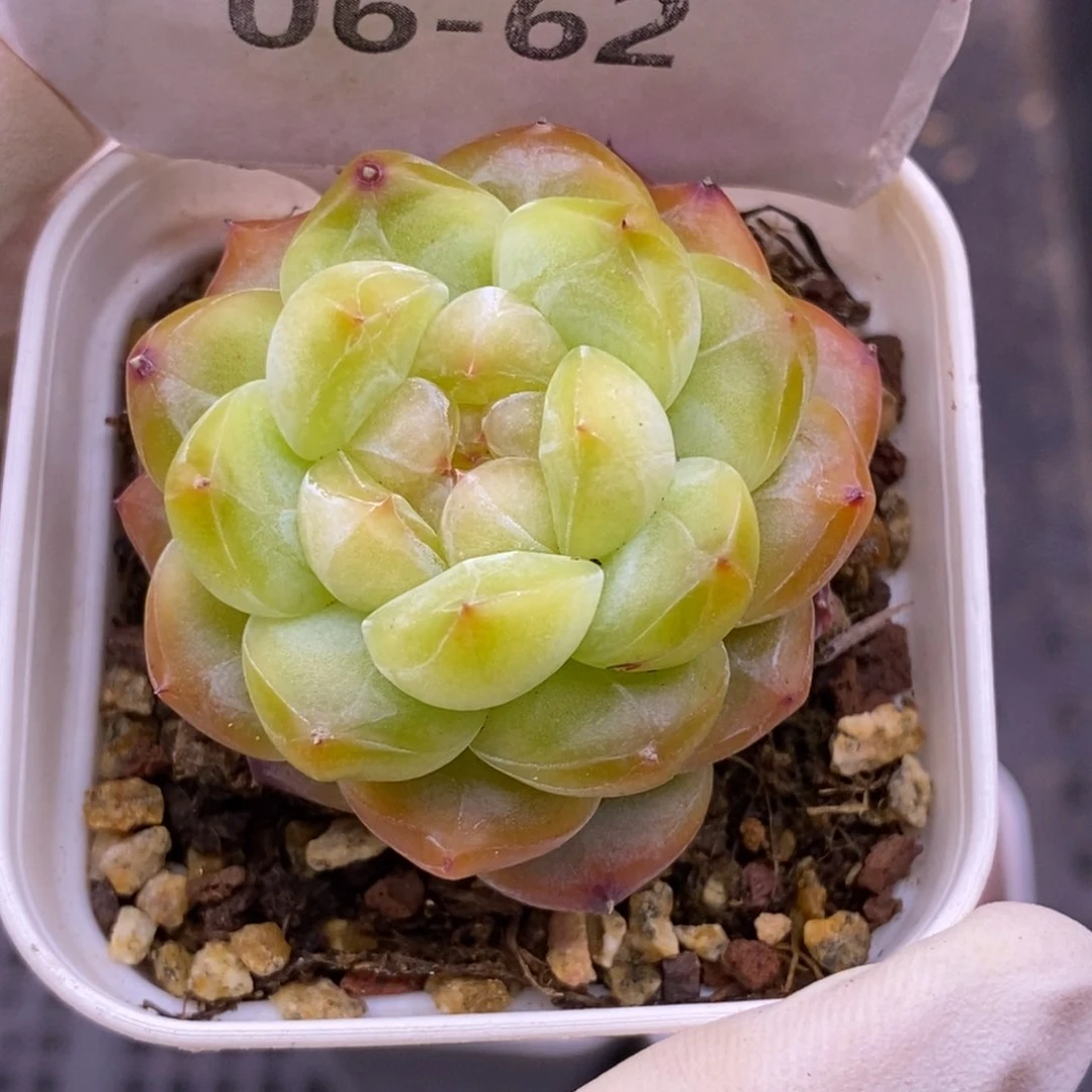 【闪购商品】青*06-62