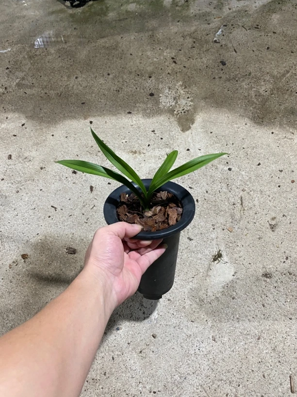 兰花2号室内花卉