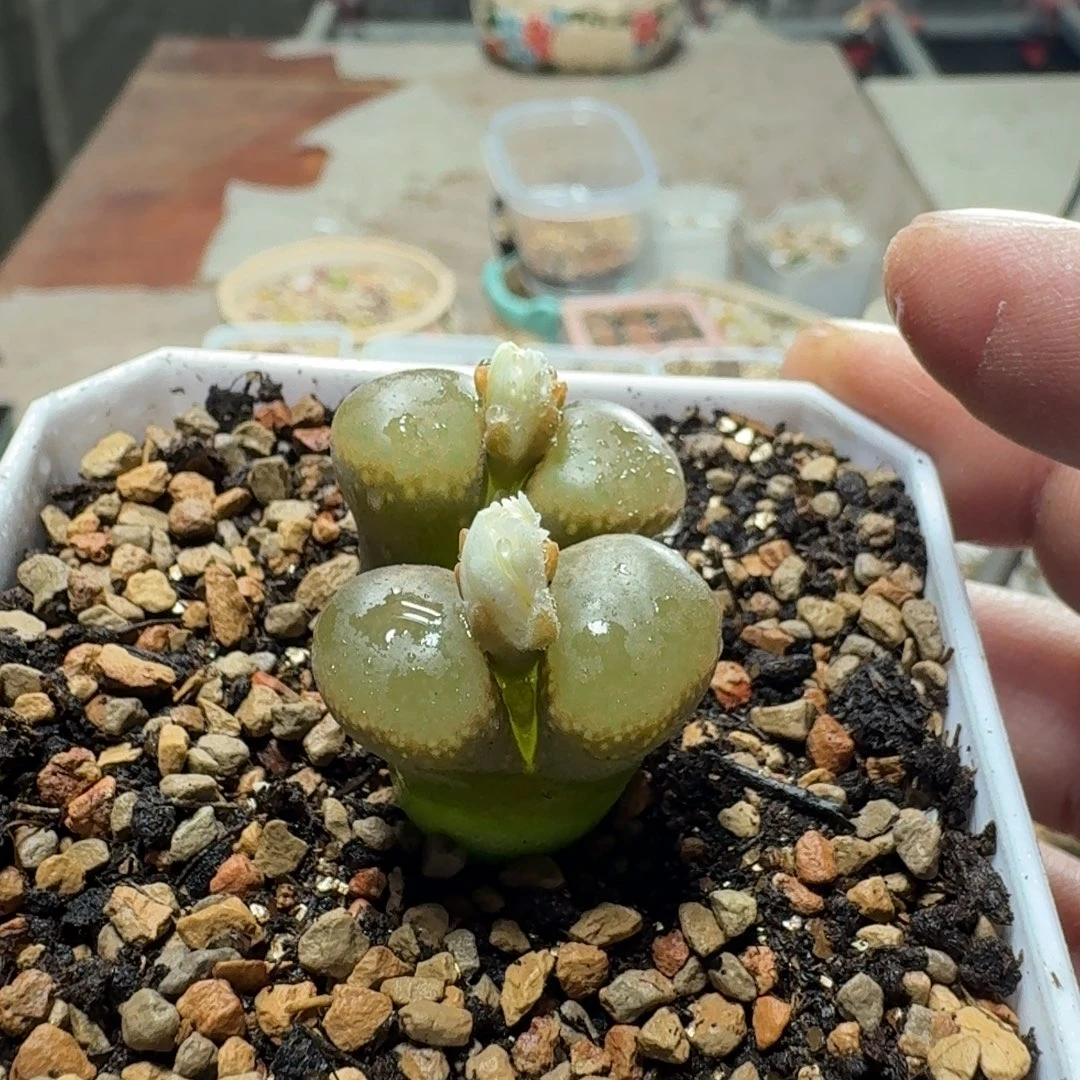 ***七哥643649461943166565995