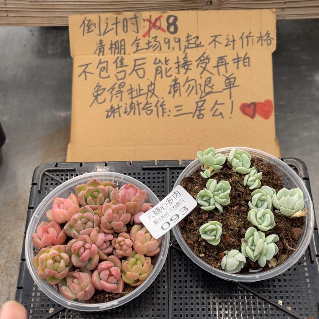 云糖心多肉植物93