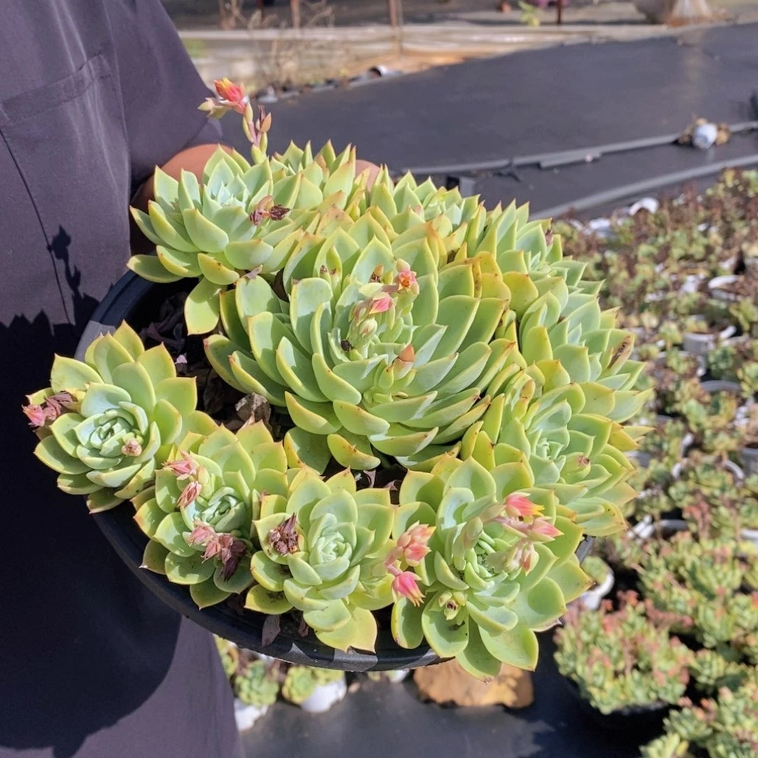 三色堇大盆整桩手捧，210杯