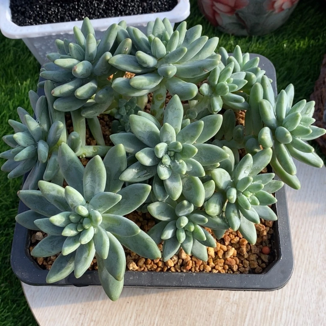 *****综合链接啊帝斯托