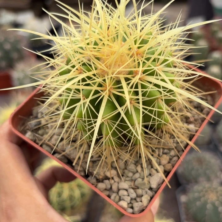 实生狂刺金虎皮实量拍