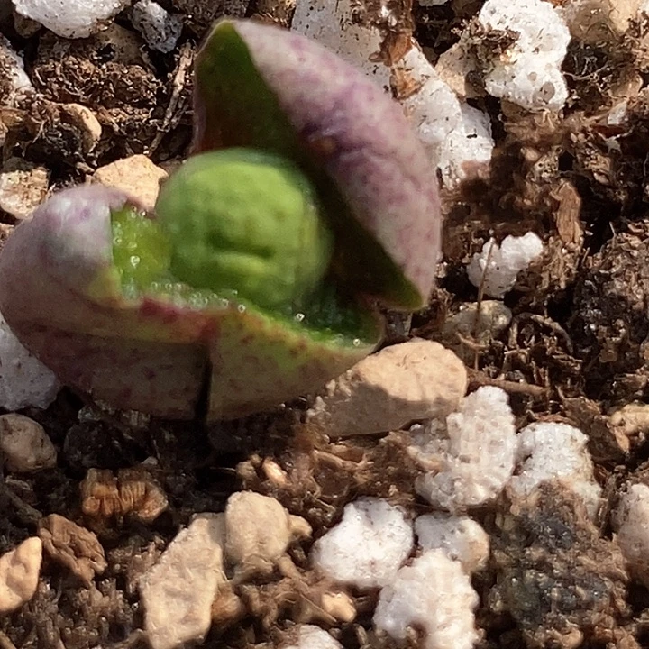 15600一筐小红嘴