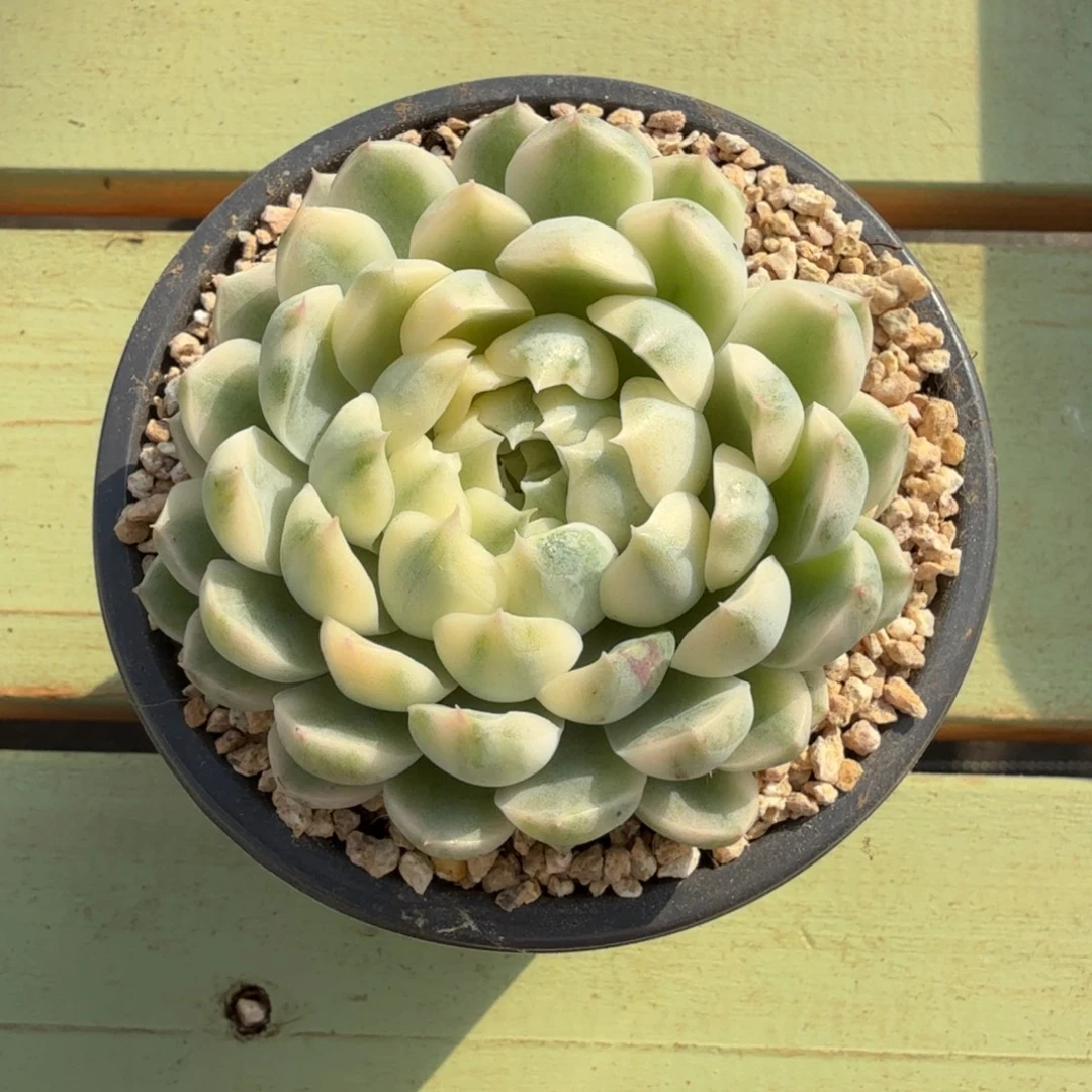 香草月影锦锦上园艺一物一拍
