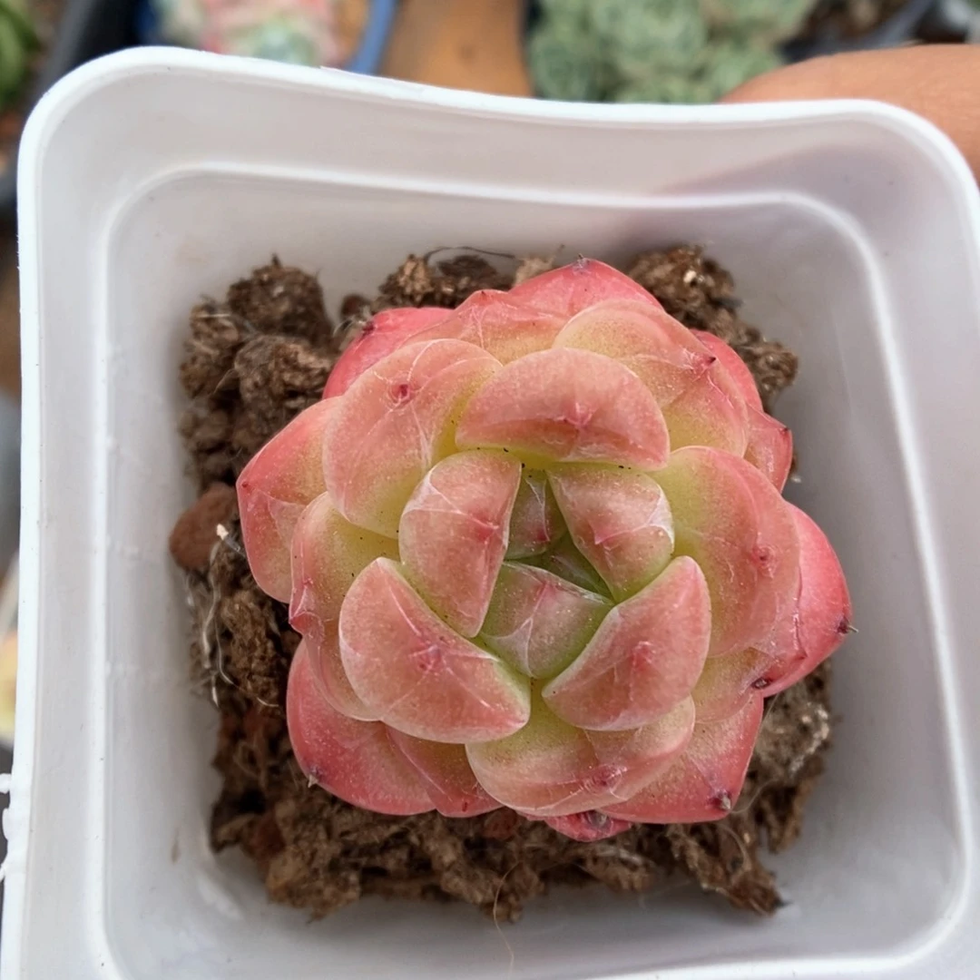 糖心珍妮可拍4553号。