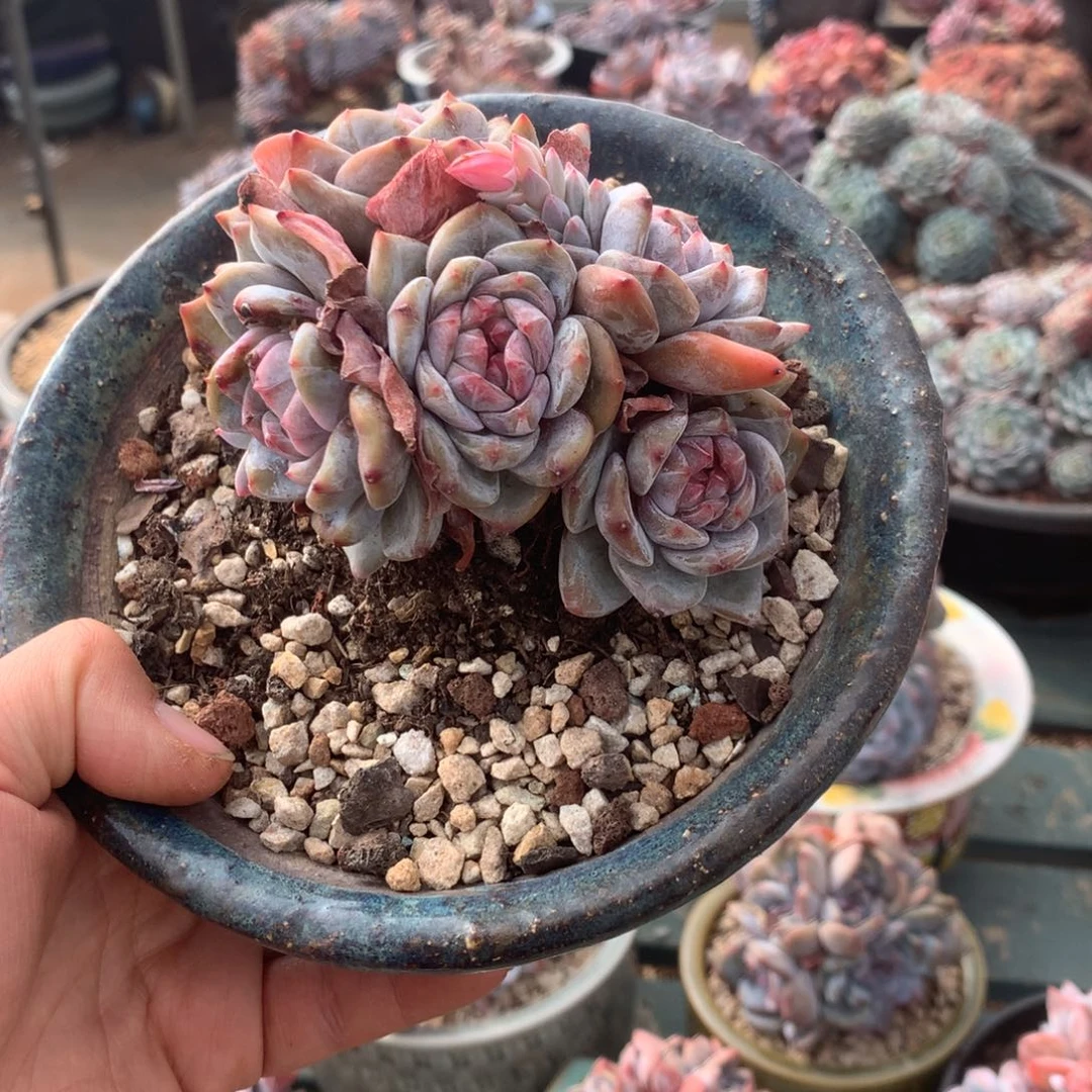 无花朵哈哈哈哈哈哈哈哈哈49