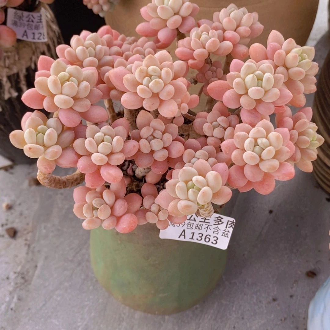 冰淇淋鱼子酱13cm1363多肉植物