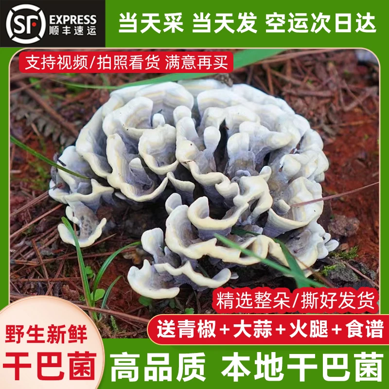 云南新鲜干巴菌野生干巴菌云南特产绣球菌对花牙齿菌撕好整朵