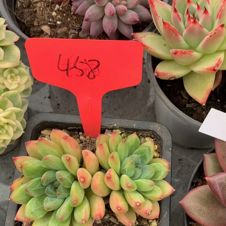 低头族和欧727273737