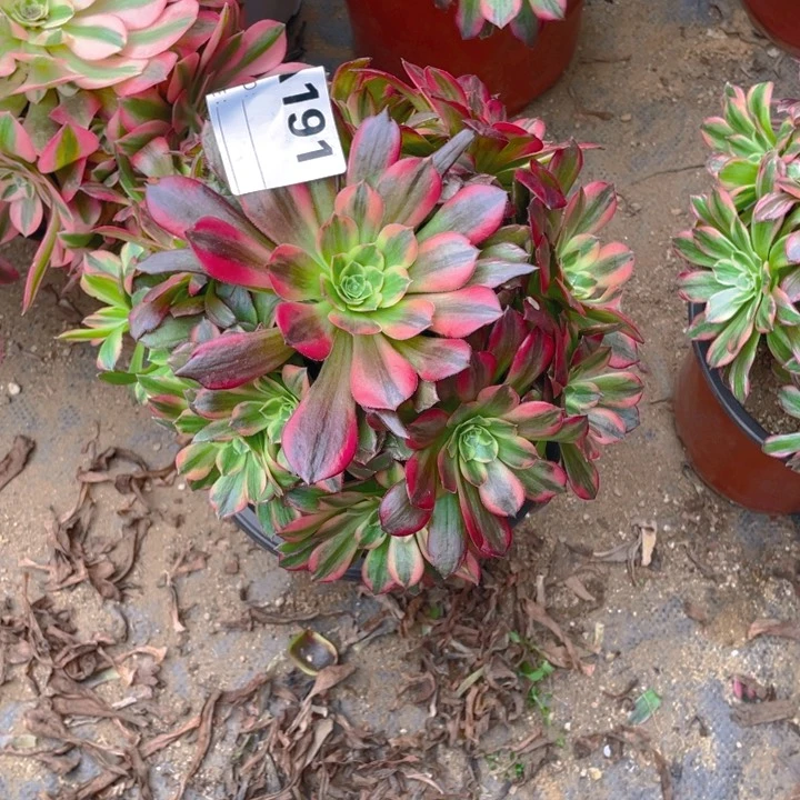 多肉安纳法师191