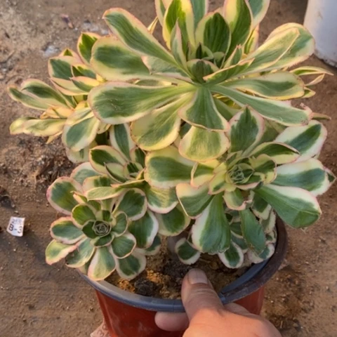 742燕姿锦砍过满25包邮多肉