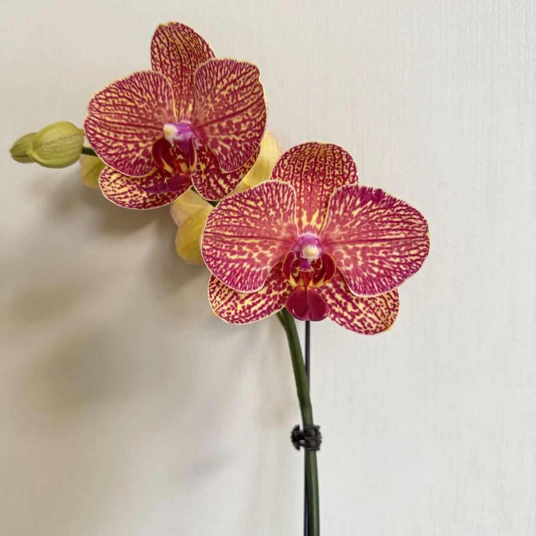 【黄金甲】花心思精品蝴蝶兰 黄色系  苗青优质 基地直发