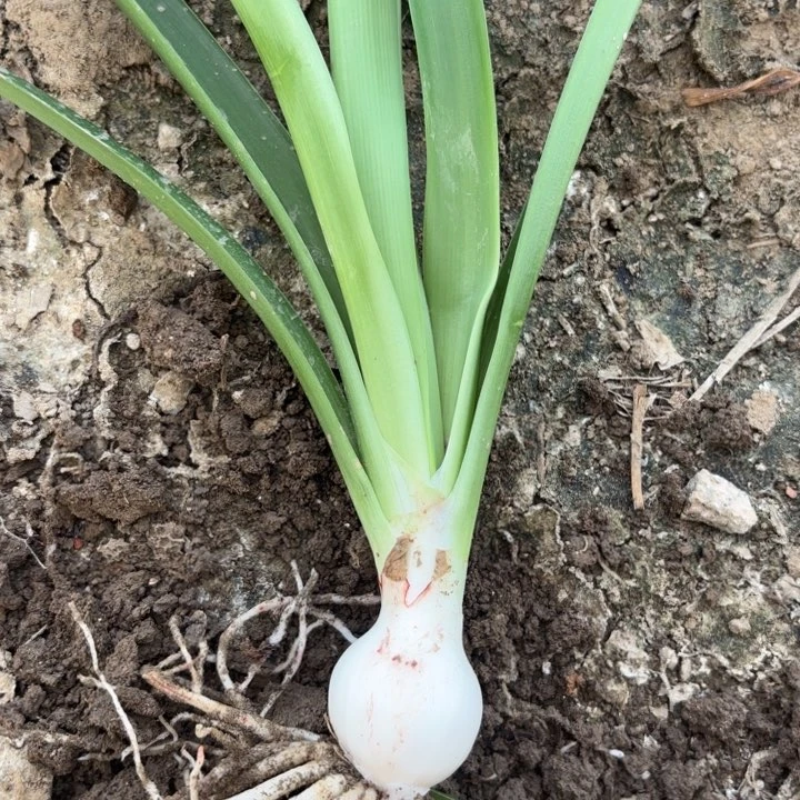 无花朵淘淘一号包对版