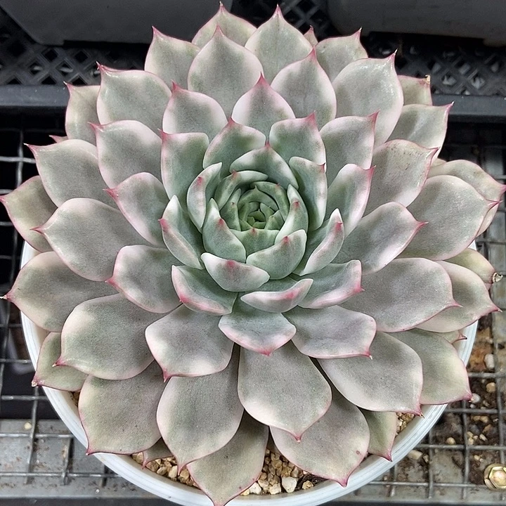 粉艾丽卡锦多肉植物