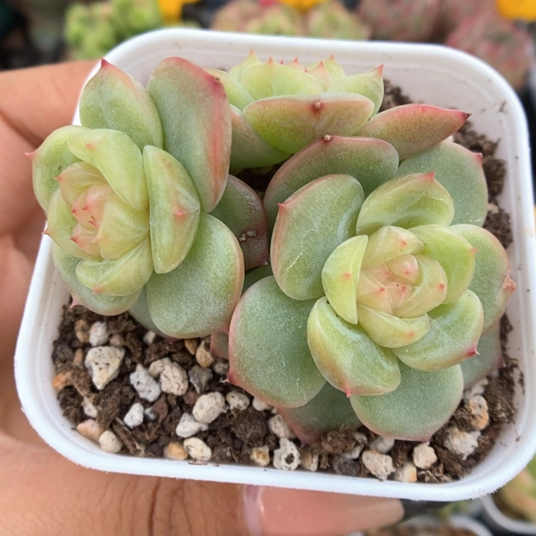 H101珍妮群生723号