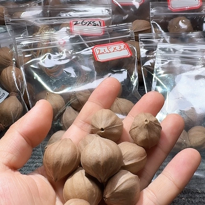 吊坠橄榄核木*，2.5❌2.7