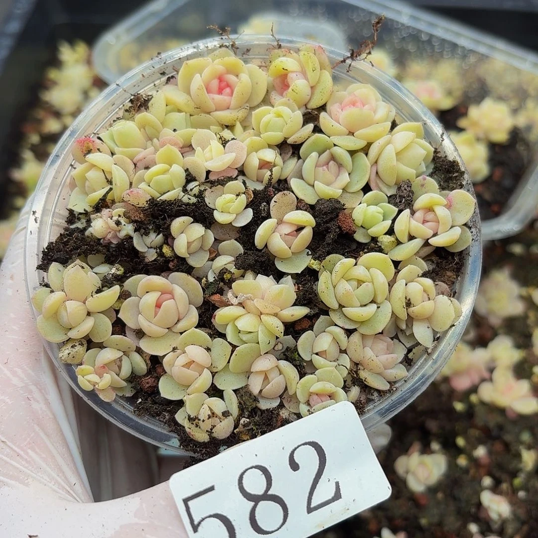 多肉植物多肉植物582