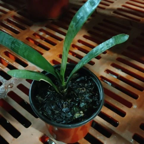 当前无花栽培后可以开花