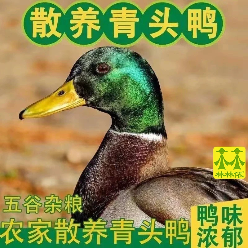 清远散养青头鸭6~7斤 现杀现发绿头鸭土鸭老鸭新鲜水鸭